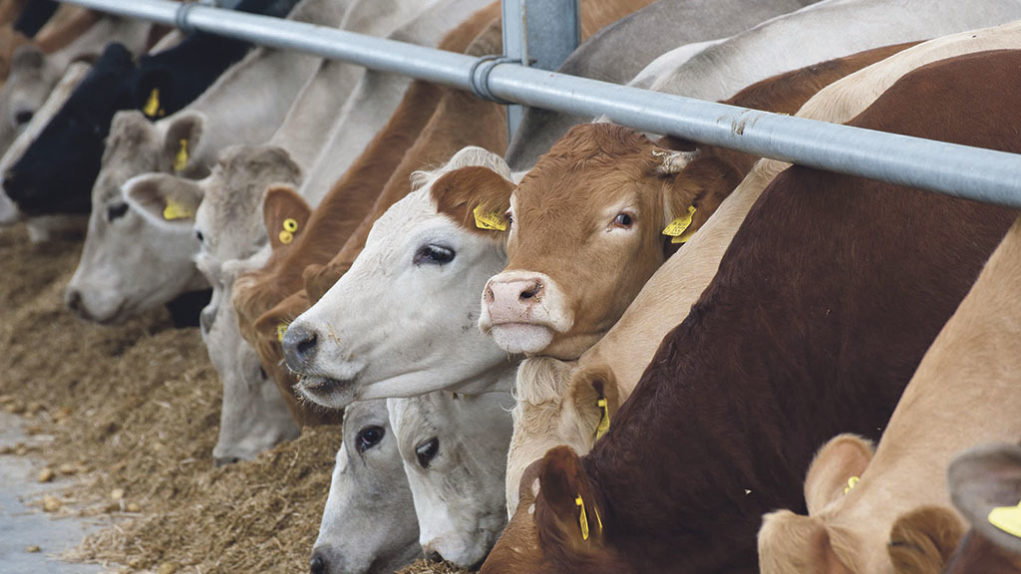 vacas-comendo-cocho