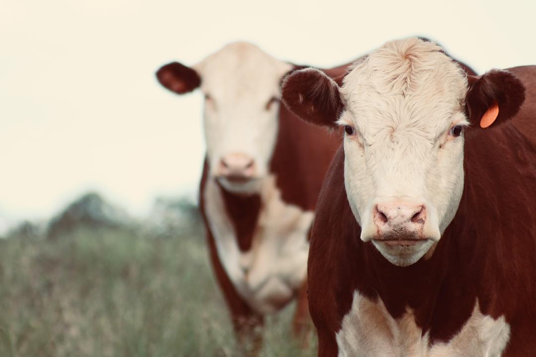 vacas-hereford