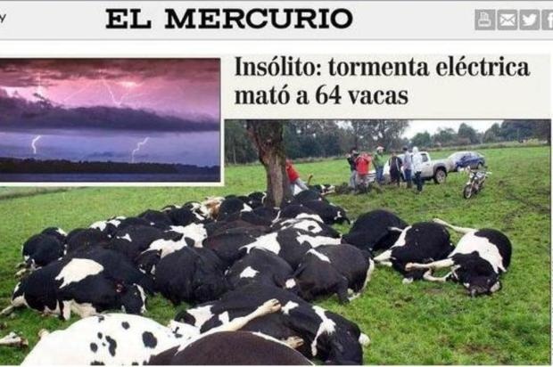 vacas-mortas-por-raio