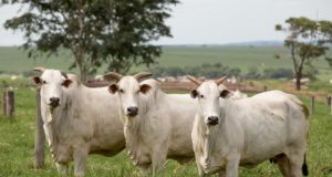 vacas-nelore-lindas-nelore-cen