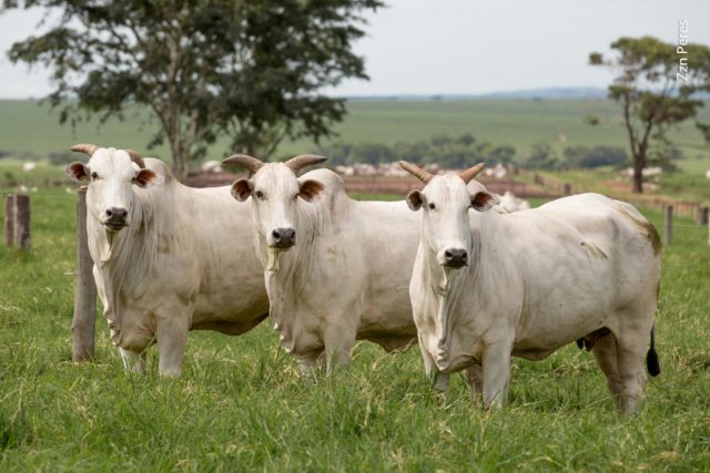 vacas-nelore-lindas-nelore-cen vacas-nelore-lindas-nelore-cen