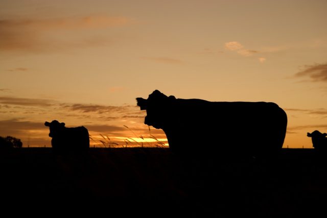 vacas-no-por-do-sol vacas-no-por-do-sol