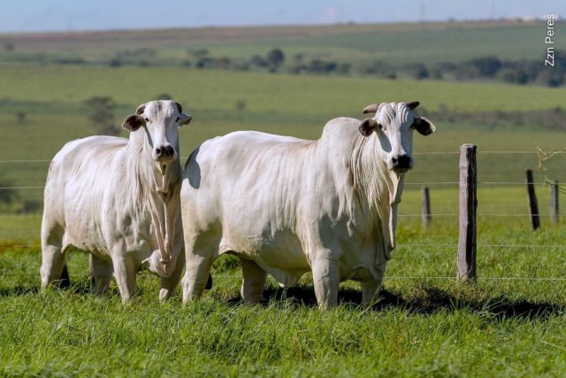 vacas-score-5-nelore-cen vacas-score-5-nelore-cen
