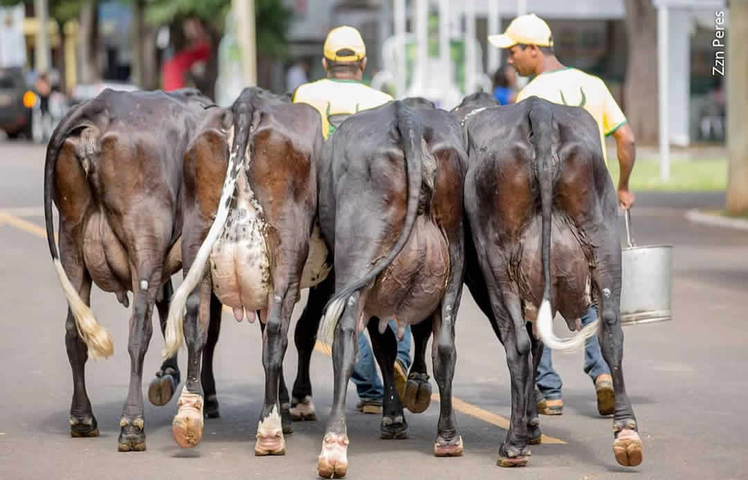 Vacas Guzolado na ExpoZebu