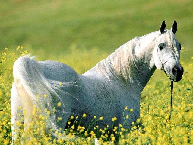 wallpaper.wiki-Free-Arabian-Horse-Photo-PIC-WPC005232
