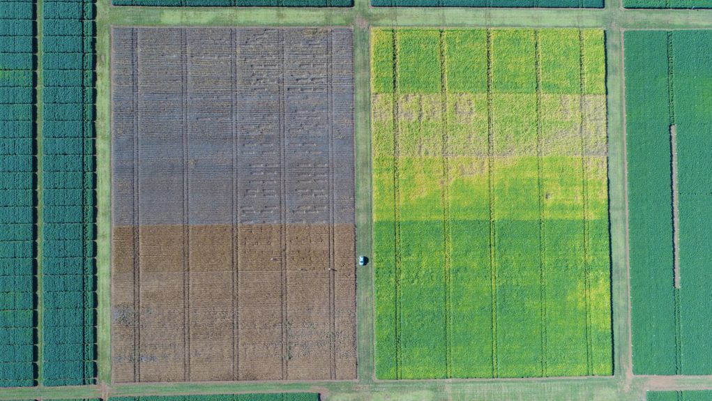 Fundação MT-em-Campo