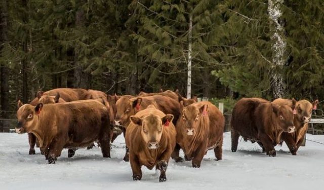Red-Angus-EUA