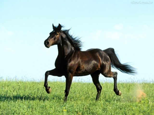 capa-alogamento-cavalo
