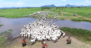 capa-carne-sustentavel-do-pantanal