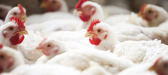 capa-frango-vivo-agroceres
