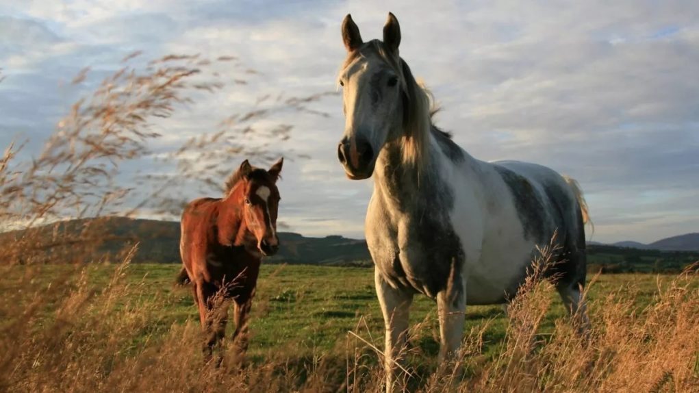 Meu cavalo precisa de alimentação especial? — CompreRural