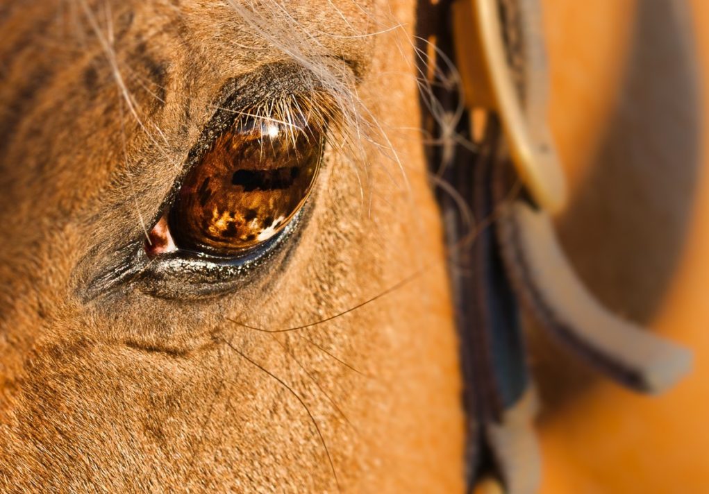 Visão Do Cavalo — Como Eles Enxergam?