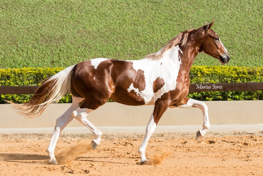 Cavalo pampa de preto