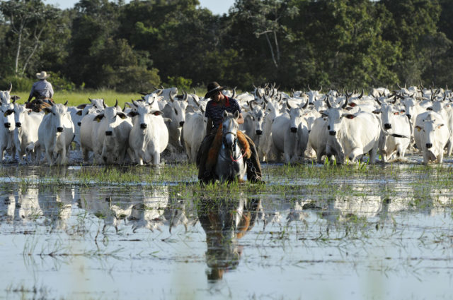 capa-pantanal gado na cheia capa-pantanal gado na cheia