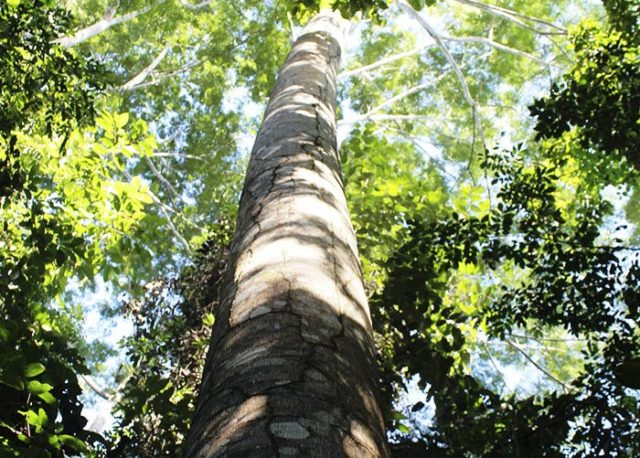 capa-preservação-amazonia