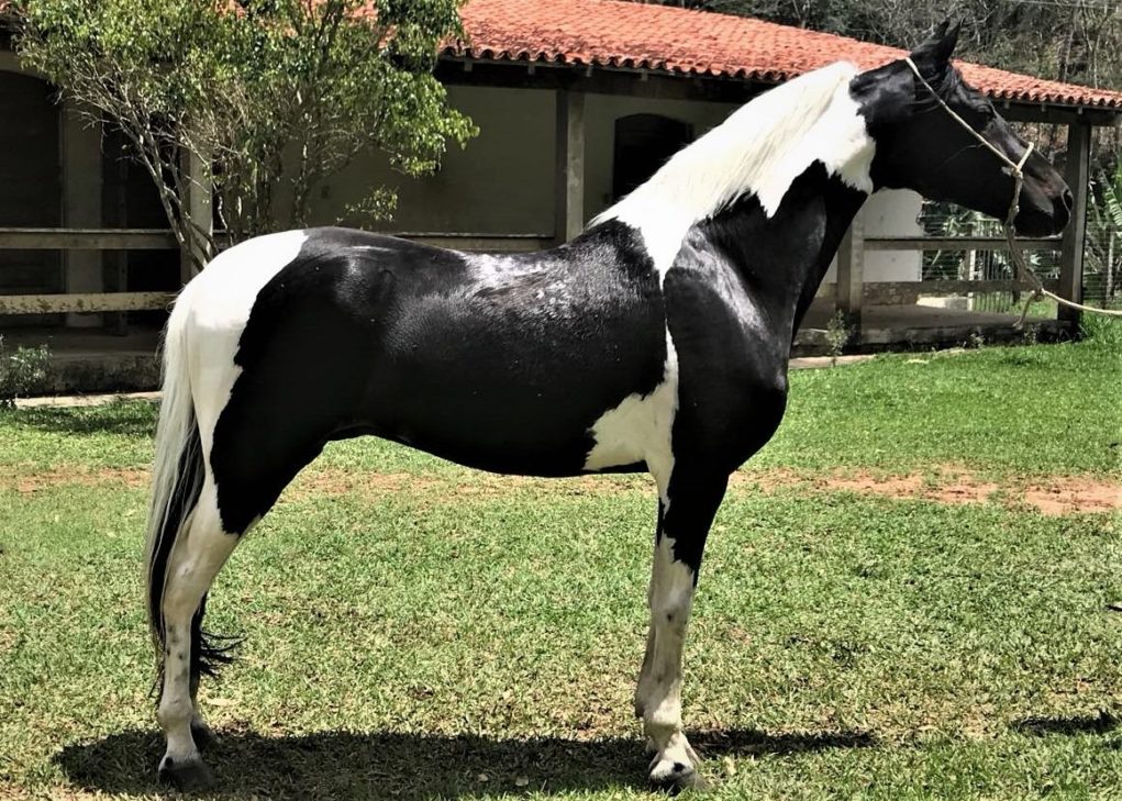 Pelagens de Equinos - Cavalo Campeiro