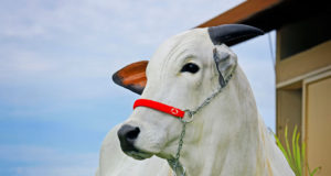 vaca-nelore-parana