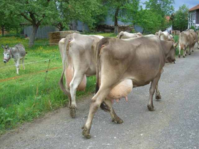 vacas-pardo-suiça