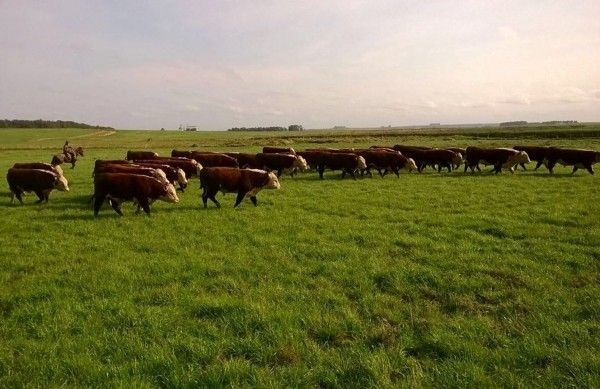 As situações de déficit hídrico e estiagens prolongadas são comuns na metade sul do Rio Grande do Sul, especialmente durante o verão, e afetam de forma significativa o desempenho dos bovinos.