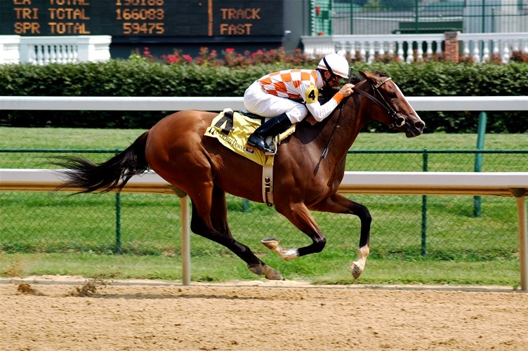 Cavalo de corrida