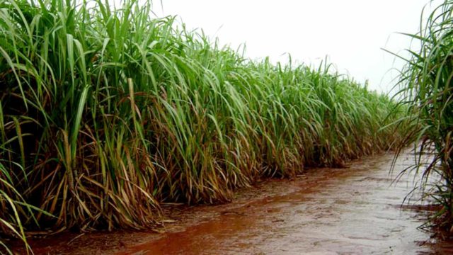 Chuva-em-canavial Canavial com chuva