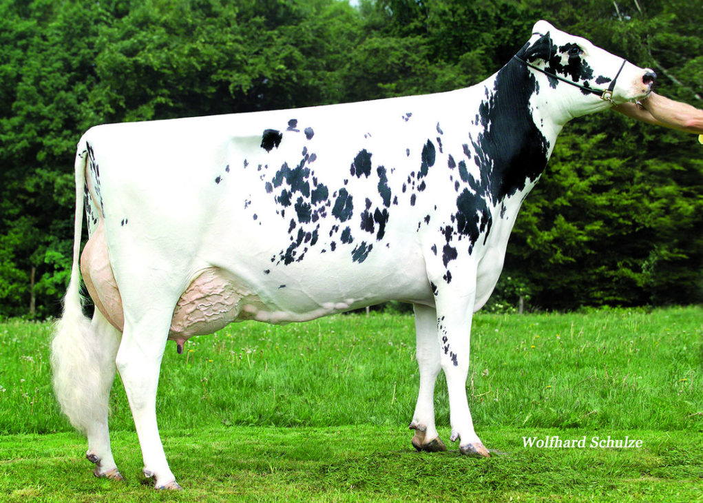 Dtr-Bassingthorpe-Shot-Daisy-8-EX-94-Daisy-Syndicate-Germany