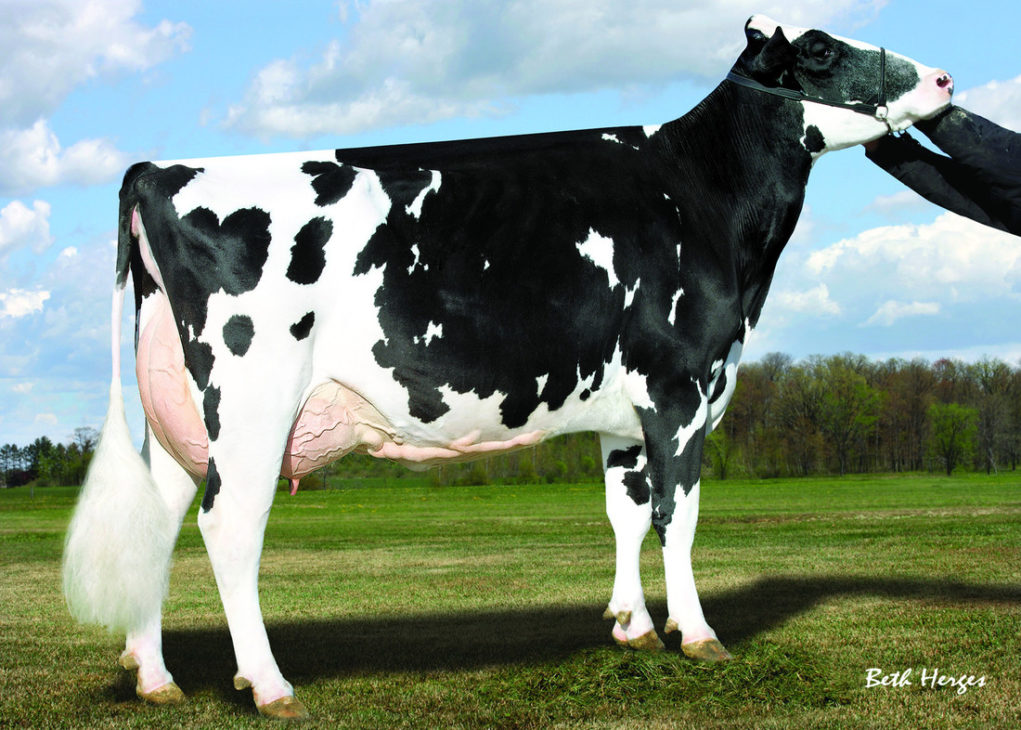 Dtr-Reagancrest-Belara-ET-EX-94-2nd-Lactation-Regancrest-Farm-Waukon-IA-