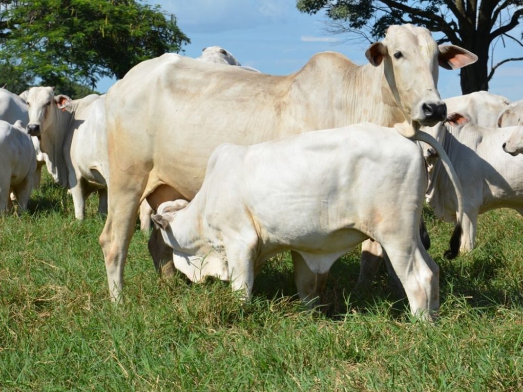 Fazenda-Capivara-Nelore-CEIP-QUALITAS