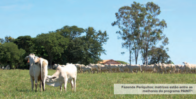 Fazenda-Periquitos-PAINT