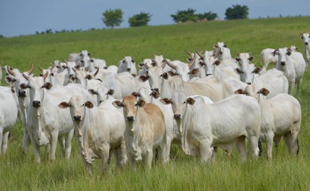 Fazenda-Santa-Nice-Nelore-PO-2