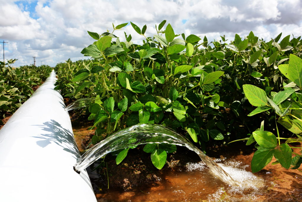 Irrigação-por-sulcos-utilizando-politubos