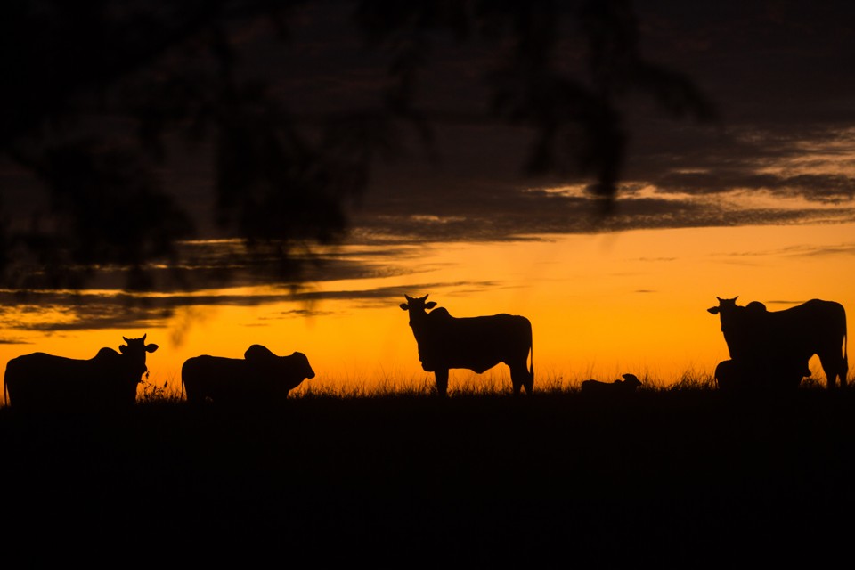 POR-DO-SOL-GADOS-QUERENCIA-DO-NORTE-BRUNNO-COVELLO-16