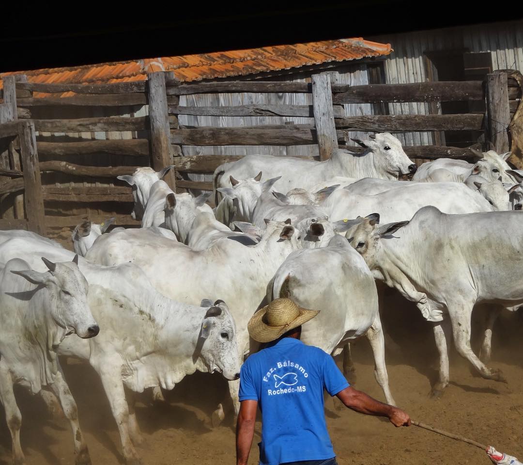 Primeiro-curso-de-manejo-racional-em-mangueiro-2