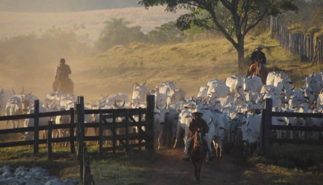 Primeiro-curso-de-manejo-racional-em-mangueiro Primeiro-curso-de-manejo-racional-em-mangueiro