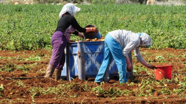 Trabalho-no-campo Trabalho-no-campo