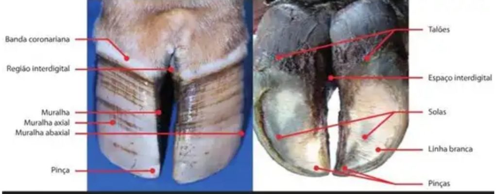 anatomia-externa-dos-cascos