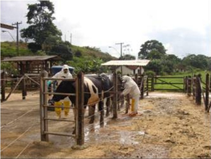 aplicação-de-carrapaticida