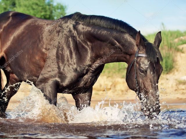 capa-desidratação-equina capa-desidratação-equina