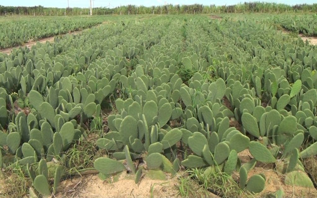 capa-palma-forrageira-norte-de-minas