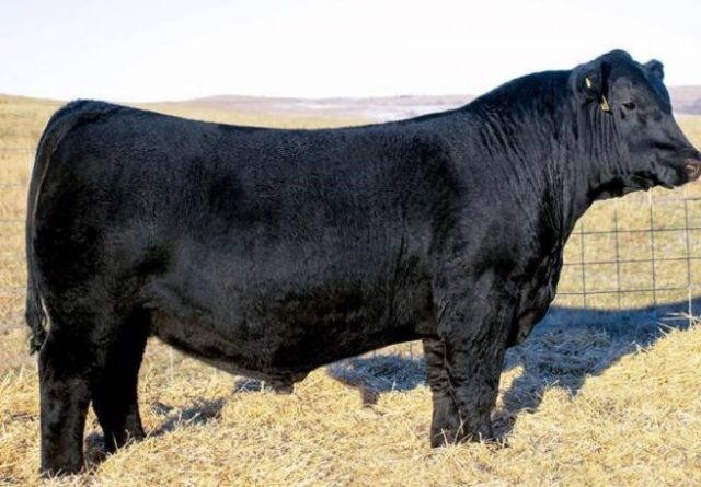 capa-touro-angus-recorde-de-venda capa-touro-angus-recorde-de-venda