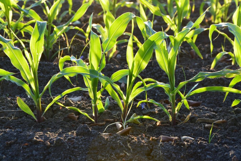 corn_agriculture_soil_plant_dirt_farm_garden_row-1178582