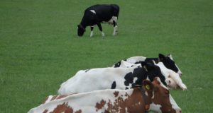 cow_grass_browser_pasture_mammal_whey_animals_farmer-718314