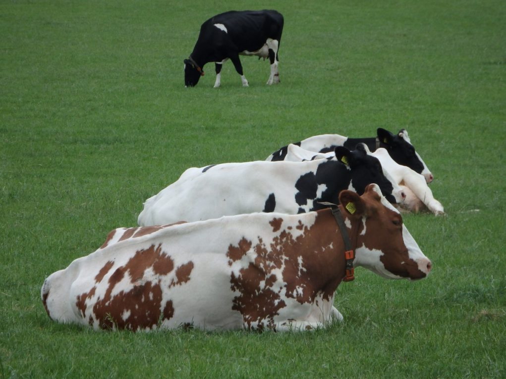 cow_grass_browser_pasture_mammal_whey_animals_farmer-718314