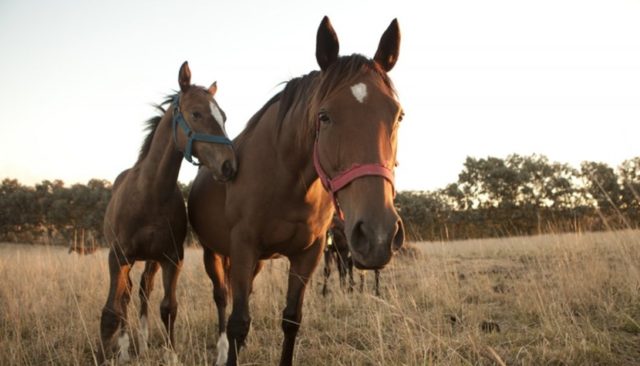 equino equinos