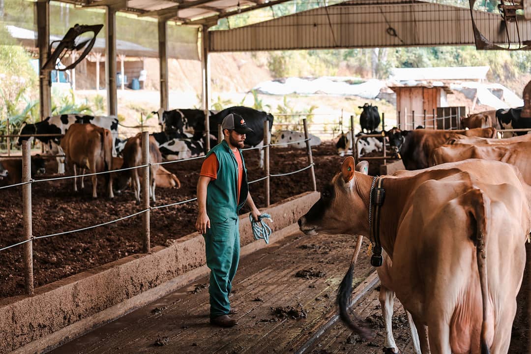 gado-de-leite-semex