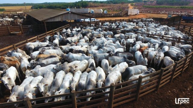 gado-em-curral-de-confinamento-no-mato-grosso gado-em-curral-de-confinamento-no-mato-grosso