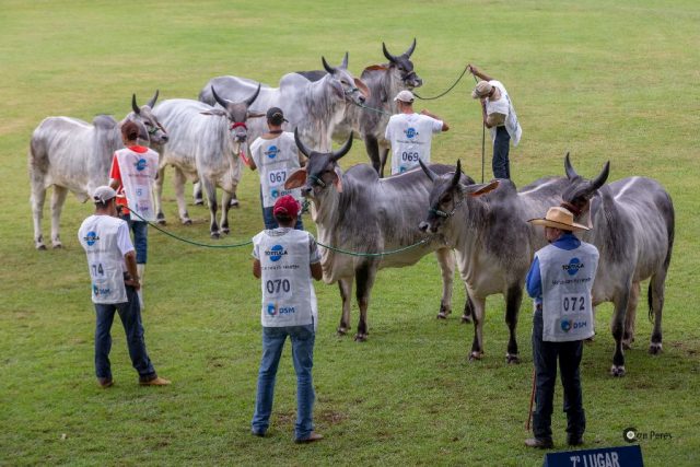 gado-guzera-na-expozebu gado-guzera-na-expozebu