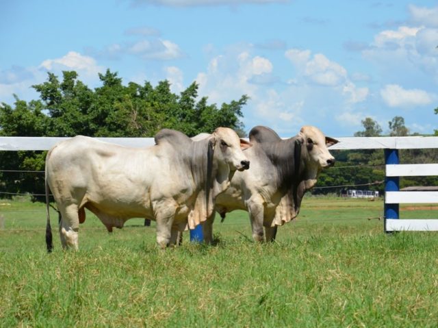 gado-nelore-fazenda-santa-nice gado-nelore-fazenda-santa-nice