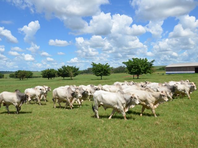 gado-nelore-fazenda-santa-nice-2 gado-nelore-fazenda-santa-nice-2