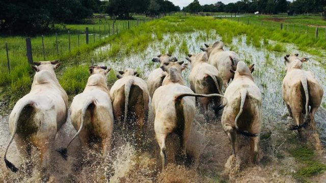 gado-nelore-pantanal
